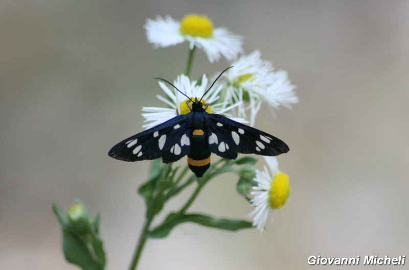 La vita in un fiore (Erigeron annuus)